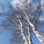 "Birch Tree" by Me in ME is licensed under CC BY 2.0.