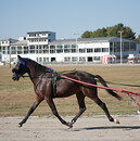 horse on track