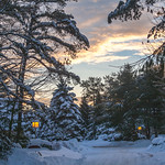 Winter scene; snow-covered trees