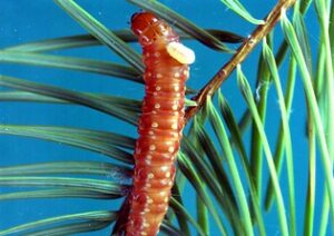 Spruce budworm with larval ectoparasite